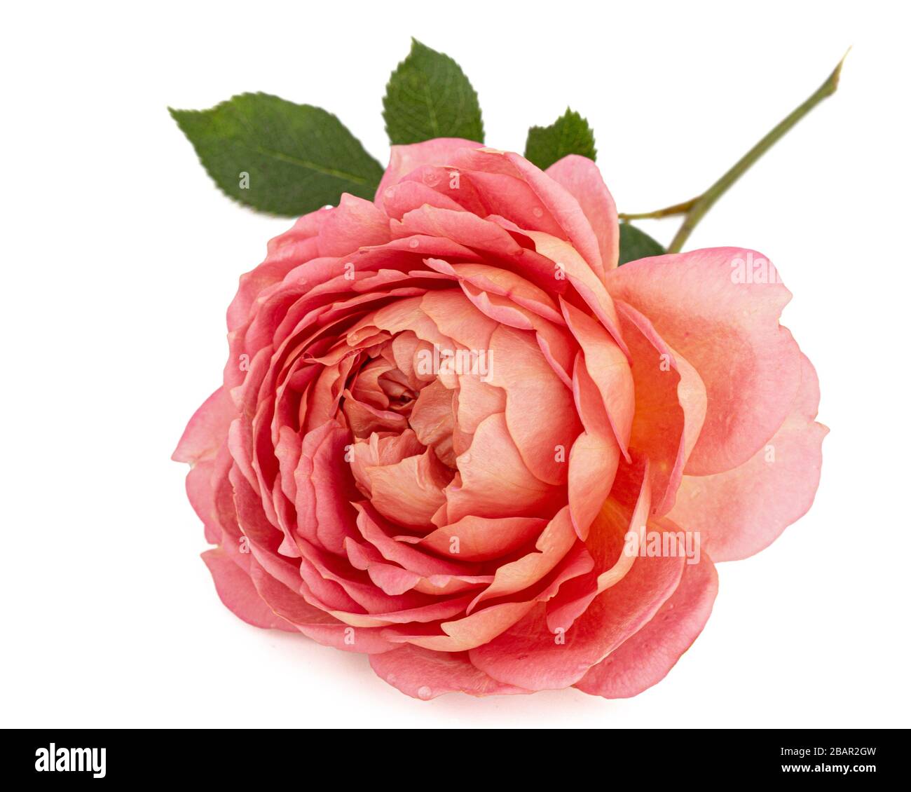 Pink flower of rose, isolated on white background Stock Photo - Alamy