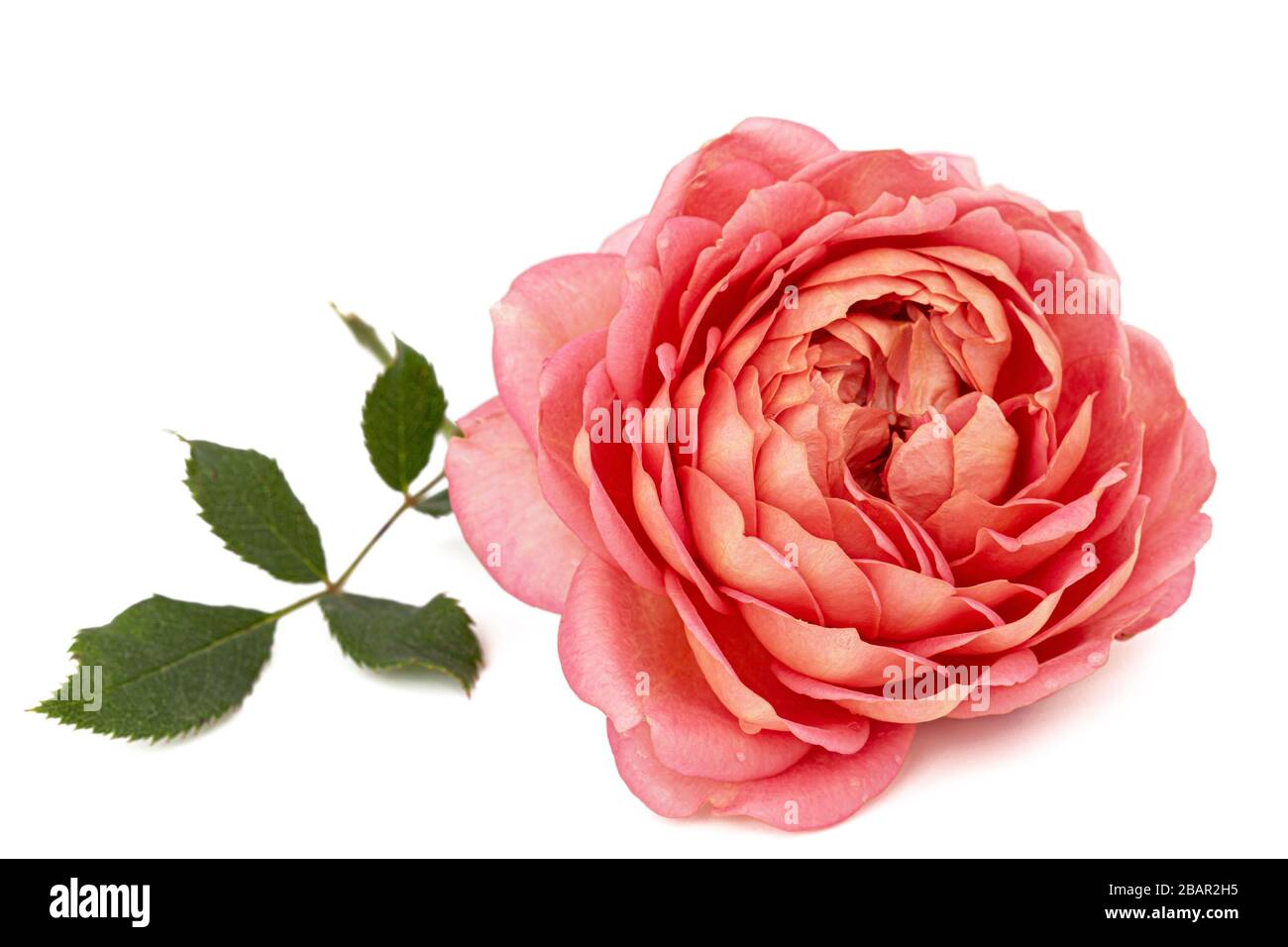 Pink flower of rose, isolated on white background Stock Photo - Alamy