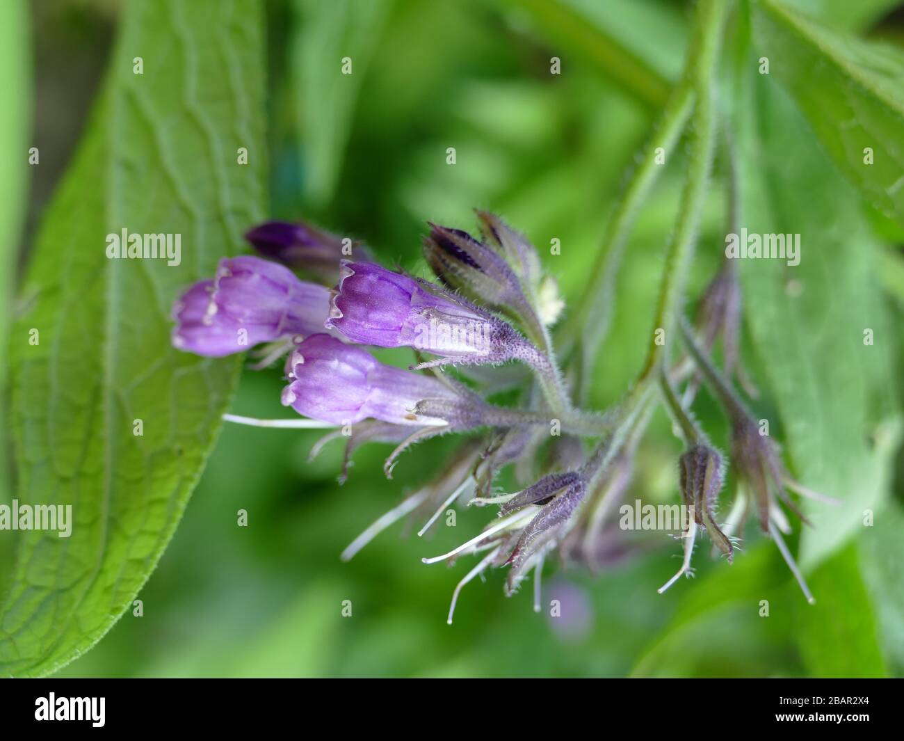 common comfrey (Symphytum officinale) in flower closeup Stock Photo - Alamy