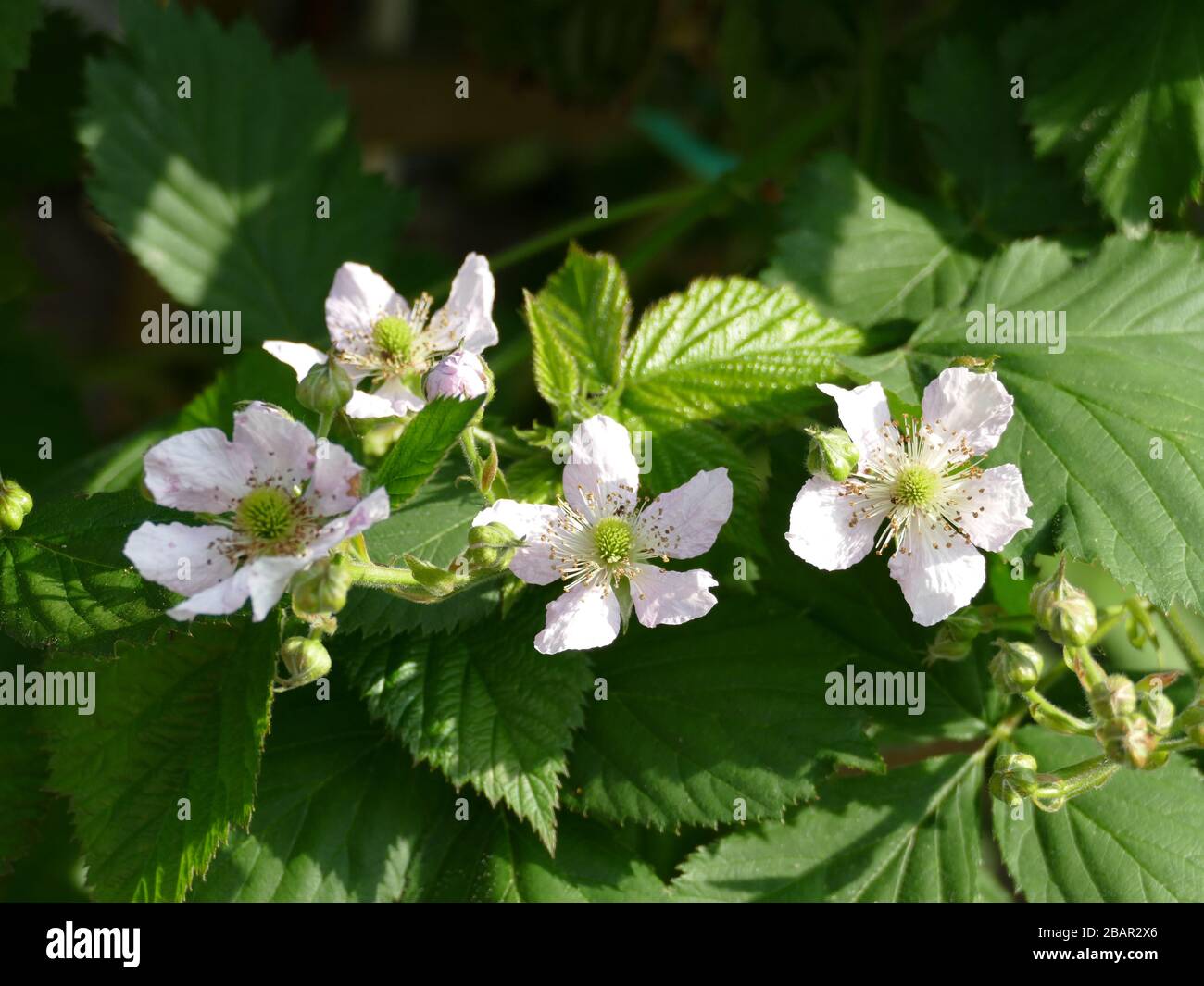 blackberry plant (Rubus fruticosus) in flower closeup Stock Photo Alamy