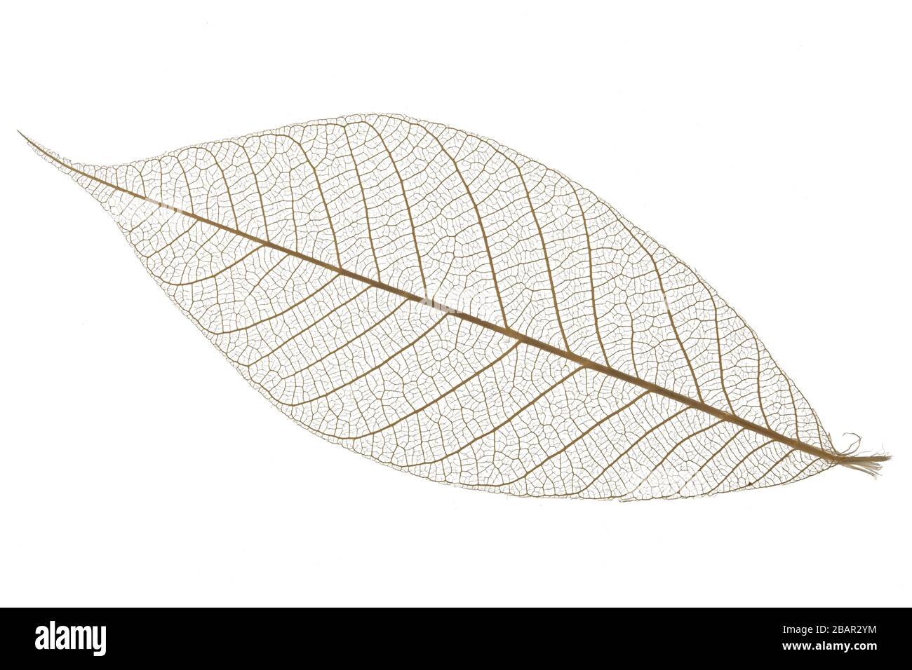 Single skeleton leaf isolated on white background Stock Photo