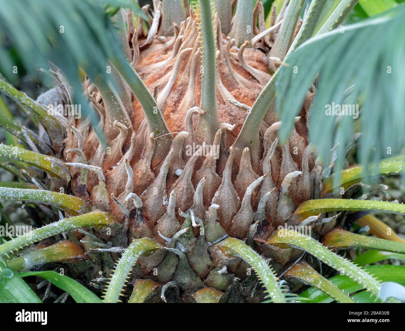 japanese sagopalm (Cycyas revoluta) closeup Stock Photo