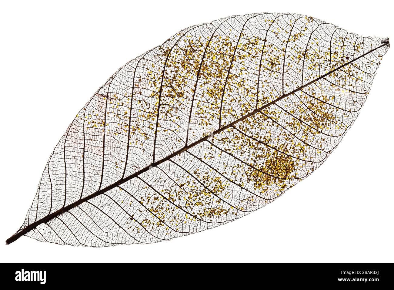 Single skeleton leaf isolated on white background Stock Photo