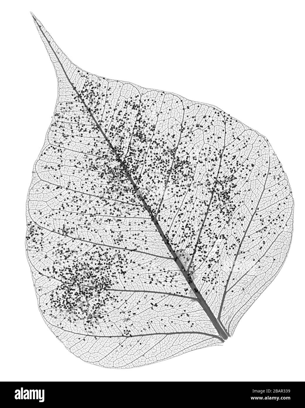 Single skeleton leaf isolated on white background Stock Photo