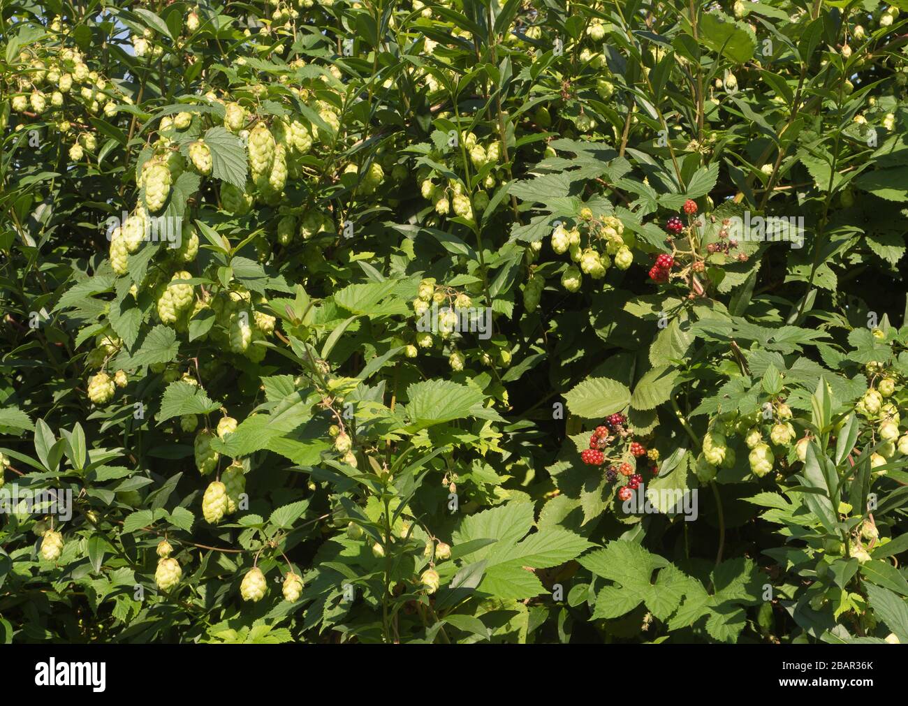 Dense vegetation of hops and bramble bushes along a footpath in Lübeck Germany Stock Photo