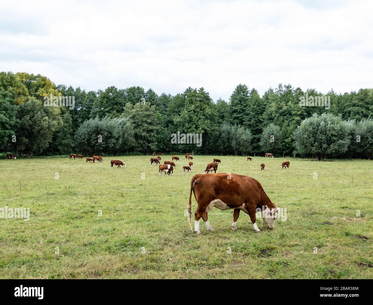 Herd hereford cattle grazing on hi-res stock photography and images - Alamy