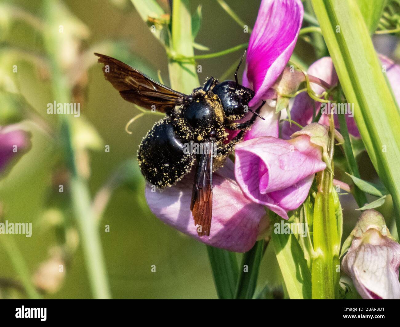 violet carpenter bee (Xylocopa violacea) closeup Stock Photo