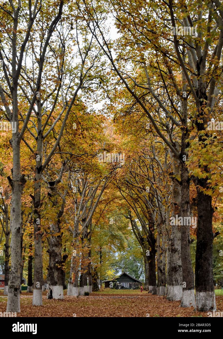 Small house in dense chenar trees in autumn Stock Photo