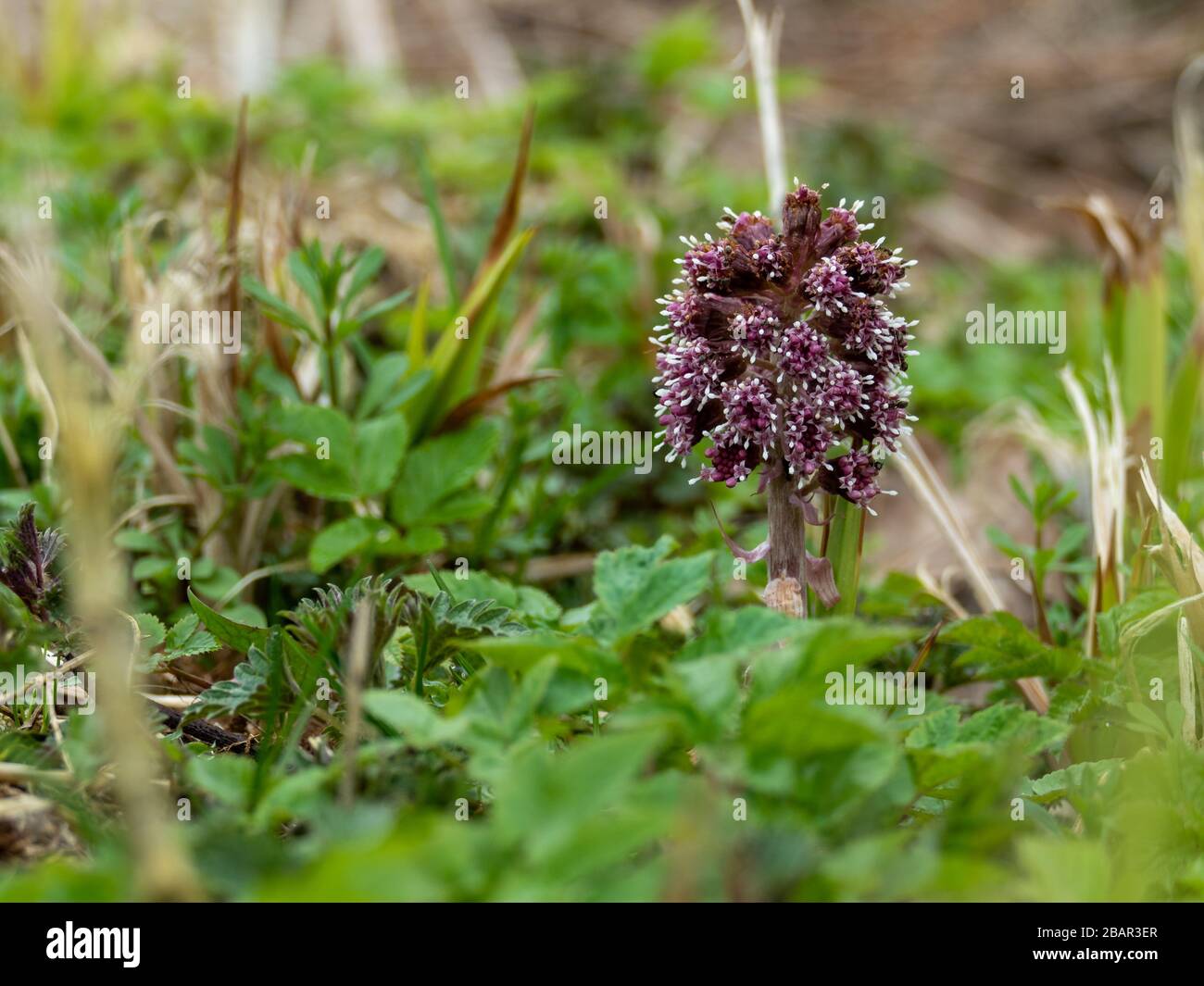 butterbur (Petasites hybridus) in flower Stock Photo