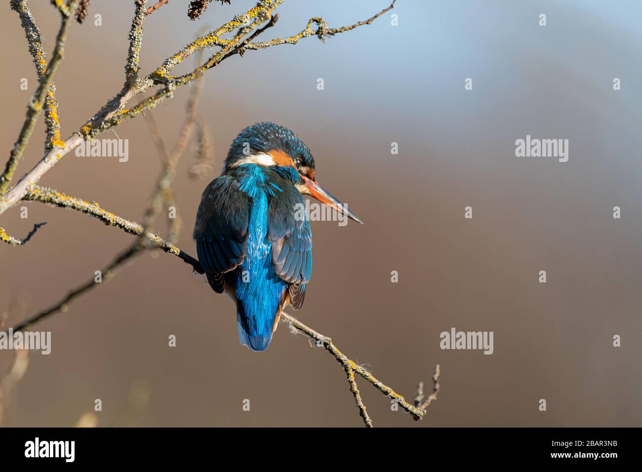 Kingfisher standing at a branch in Salburua, Vitoria, Spain Stock Photo