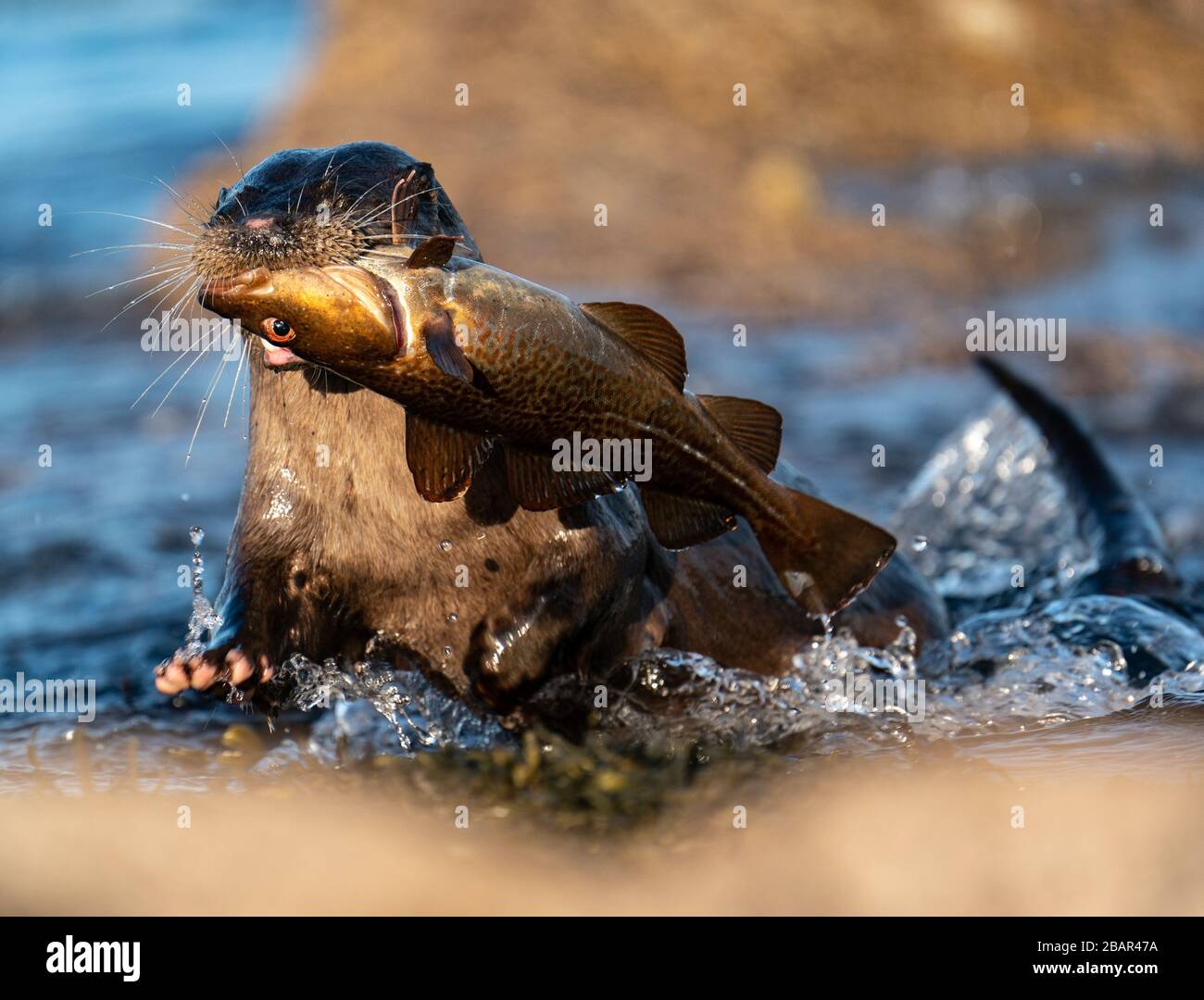 Close up of an adult female European Otter ( Lutra lutra) rushing out of water towards camera with a large fish Stock Photo