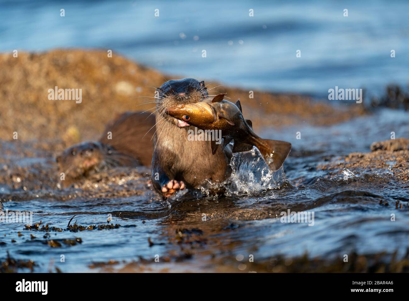 Close up of an adult female European Otter ( Lutra lutra) rushing out of water towards camera with a large fish pursued by her cub Stock Photo