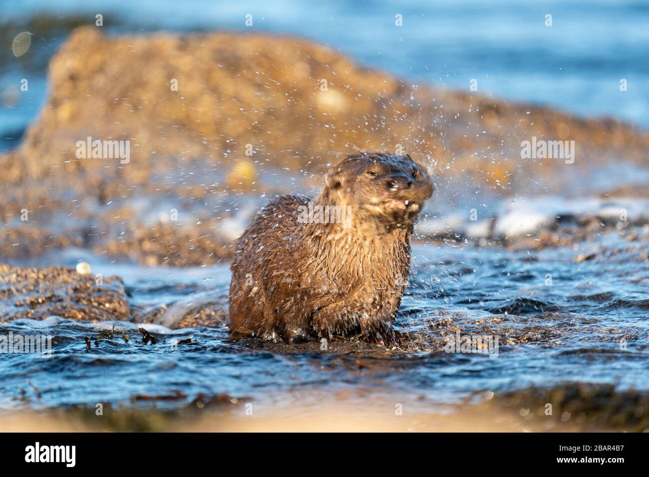 Close up of European Otter cub or kit (Lutra lutra) shaking itself dry standing in shallow water with motion blur and radiating spray Stock Photo