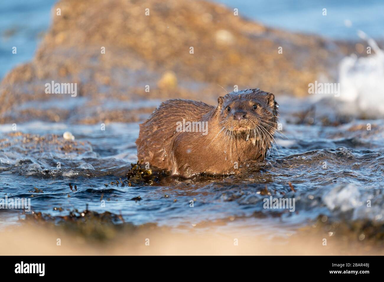 Close up of European Otter  (Lutra lutra)  cub in the shallow surf of a Scottish loch, looking straight ahead Stock Photo