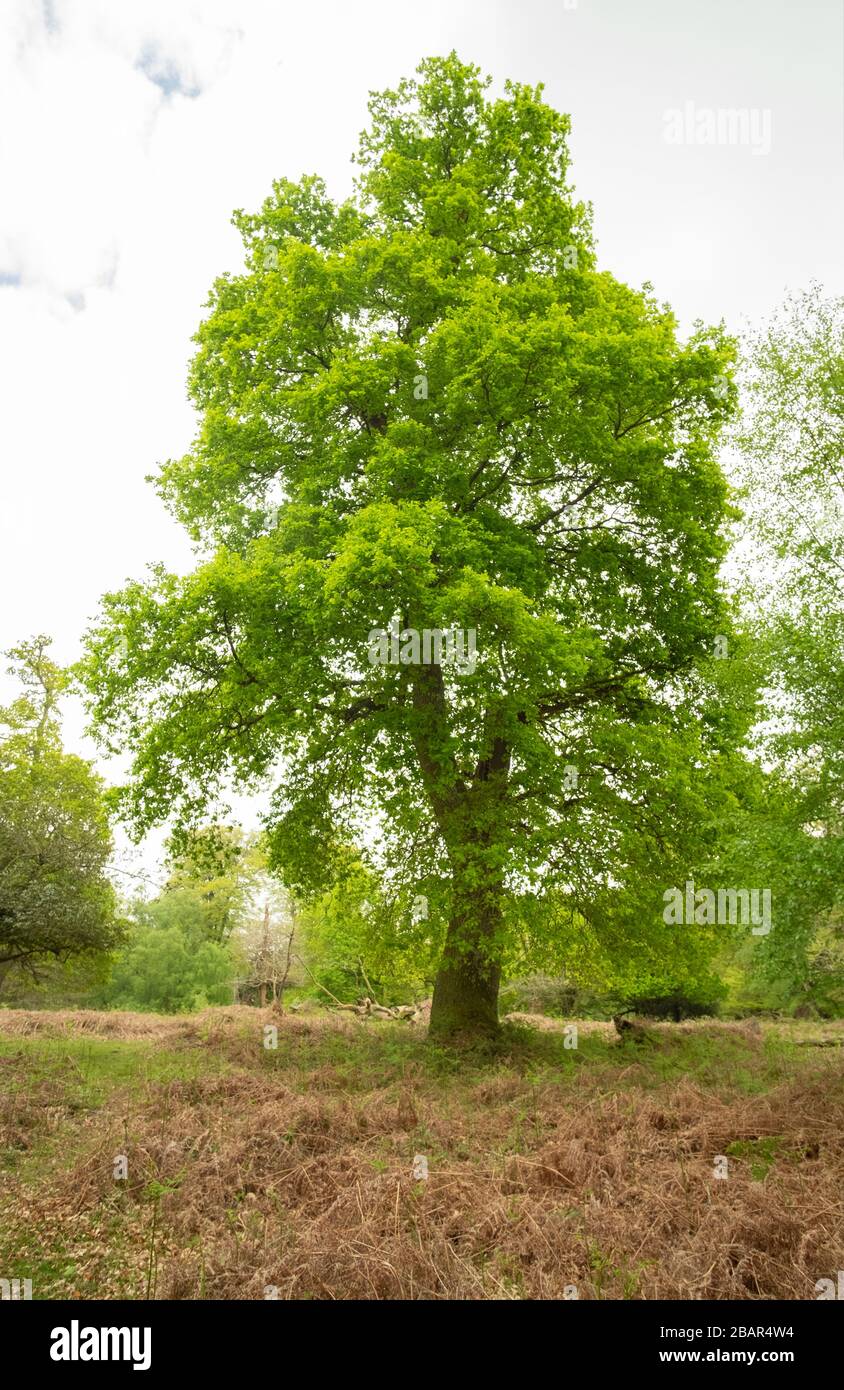 Large old oak tree with new leaves in summer in the New Forest