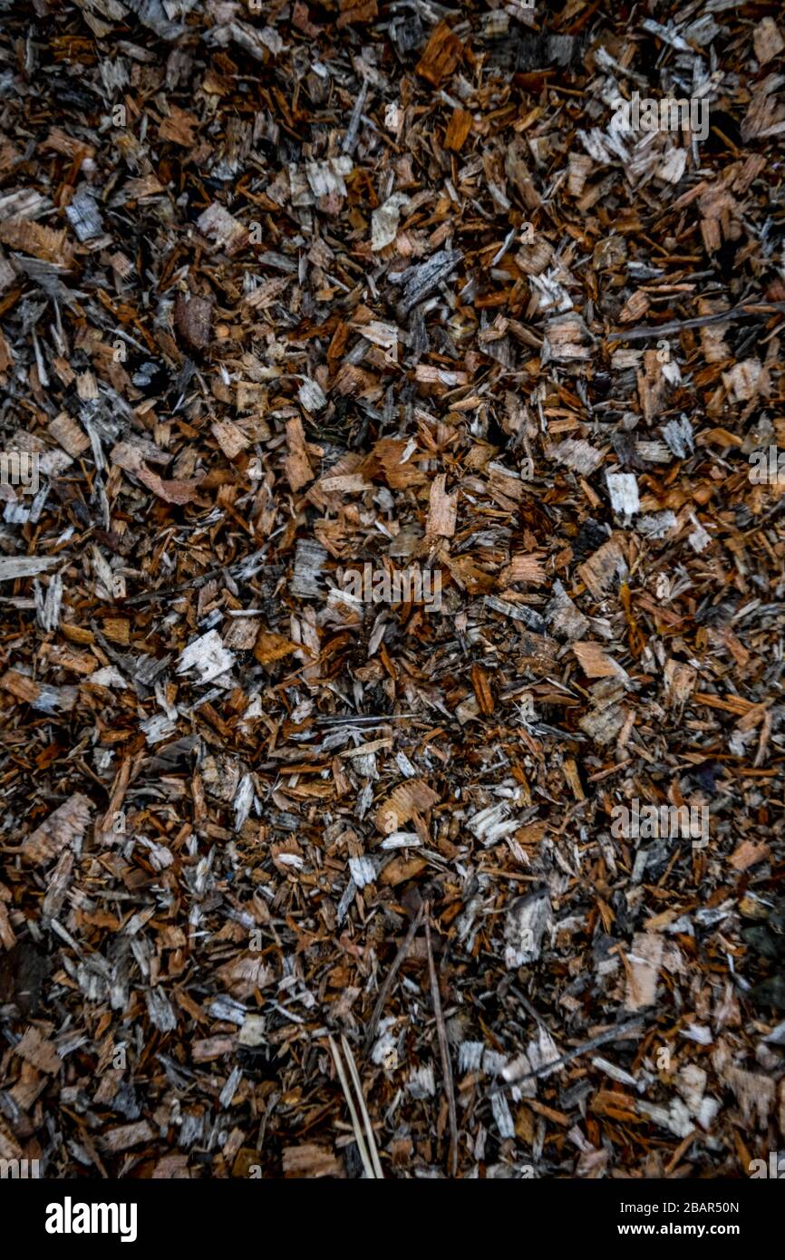wood chips on the ground Stock Photo