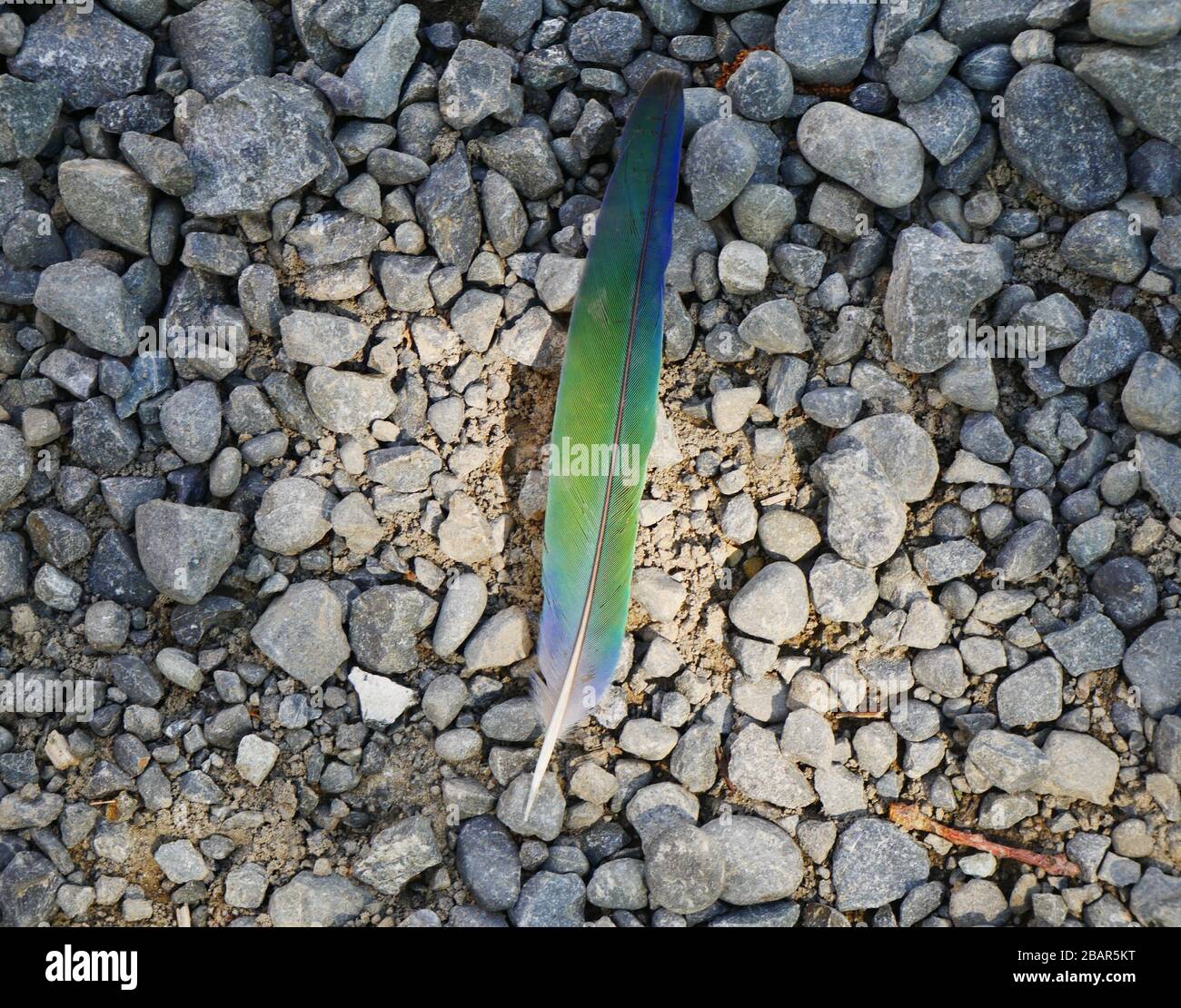 Colourful bird feather of a New Zealand native Tui dropped on granite gravel illuminated by sunlight Stock Photo