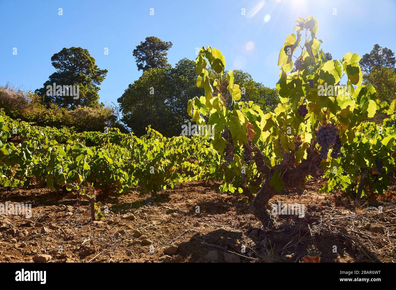 Traditional vineyard with Negramoll vine variety grapevines (Vitis vinifera) near Hoya Grande (Garafía, La Palma, Canary Islands, Spain) Stock Photo