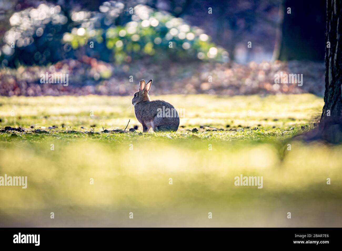 European Wild rabbit (Oryctolagus cuniculus) in lovely green vegetation Stock Photo