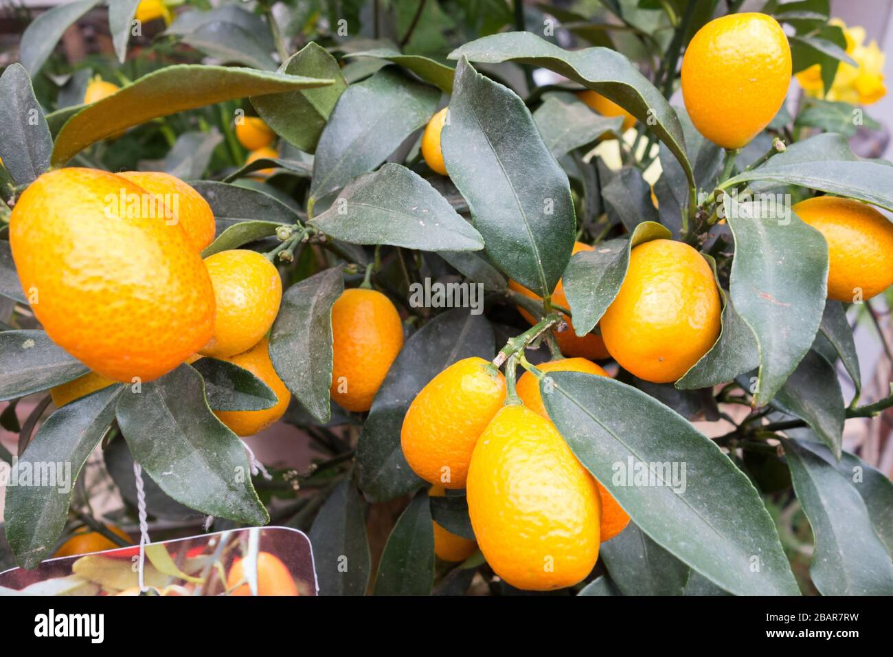 Citrus japonica or Kumquat Citrus Tree Stock Photo