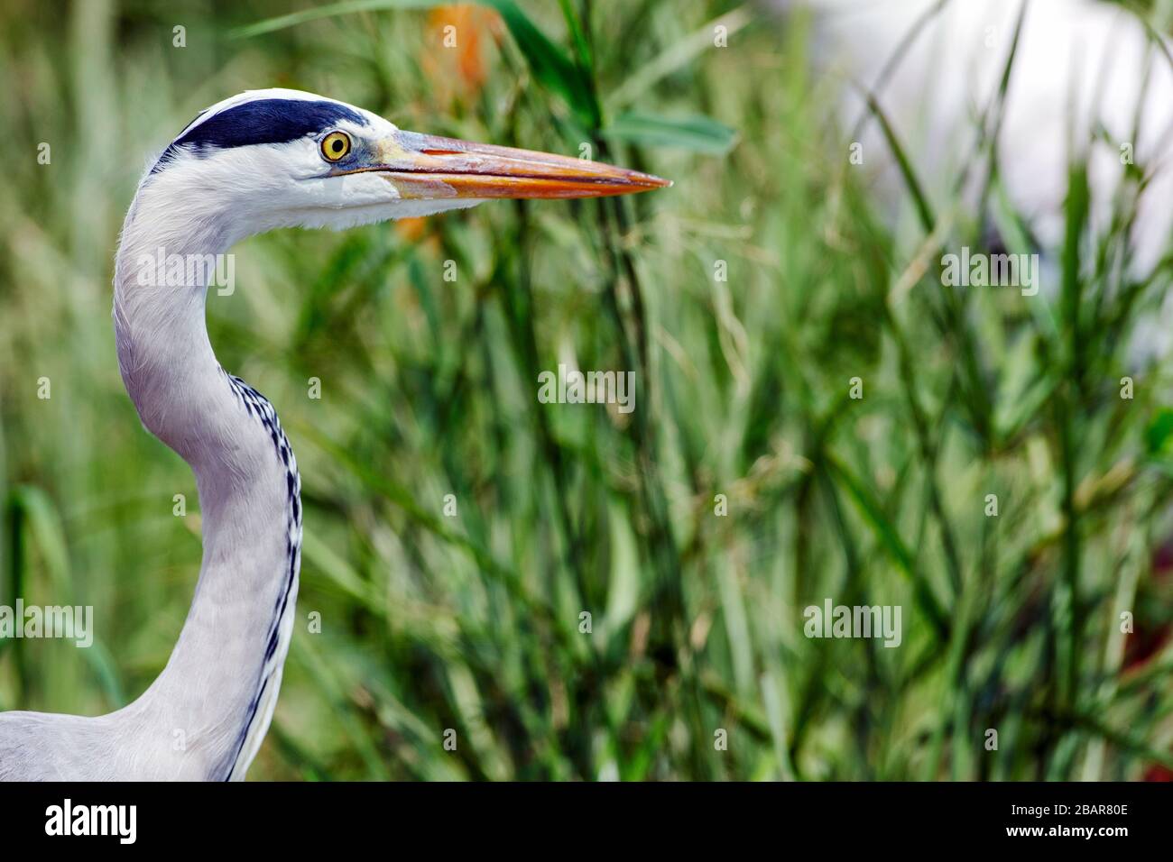 Head and Neck photograph of a Grey Heron in the Kruger National Park, South Africa Stock Photo