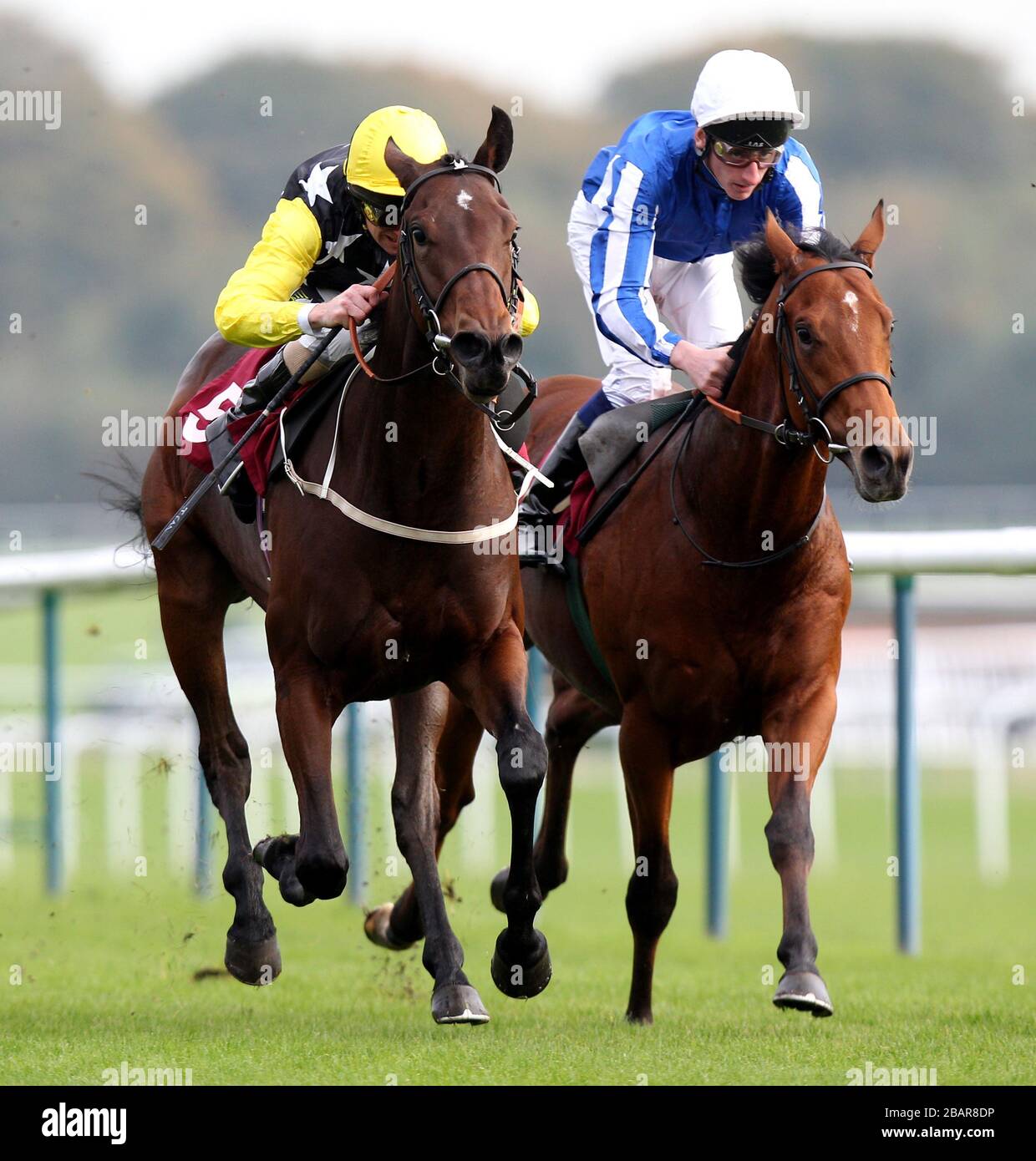 Pure Excellence (yellow cap) ridden by Joe Fanning comes home to win The Haydock Park Annual badgeholders conditions stakes from Bravo Youmazain (right) ridden by Adam Kirby Stock Photo