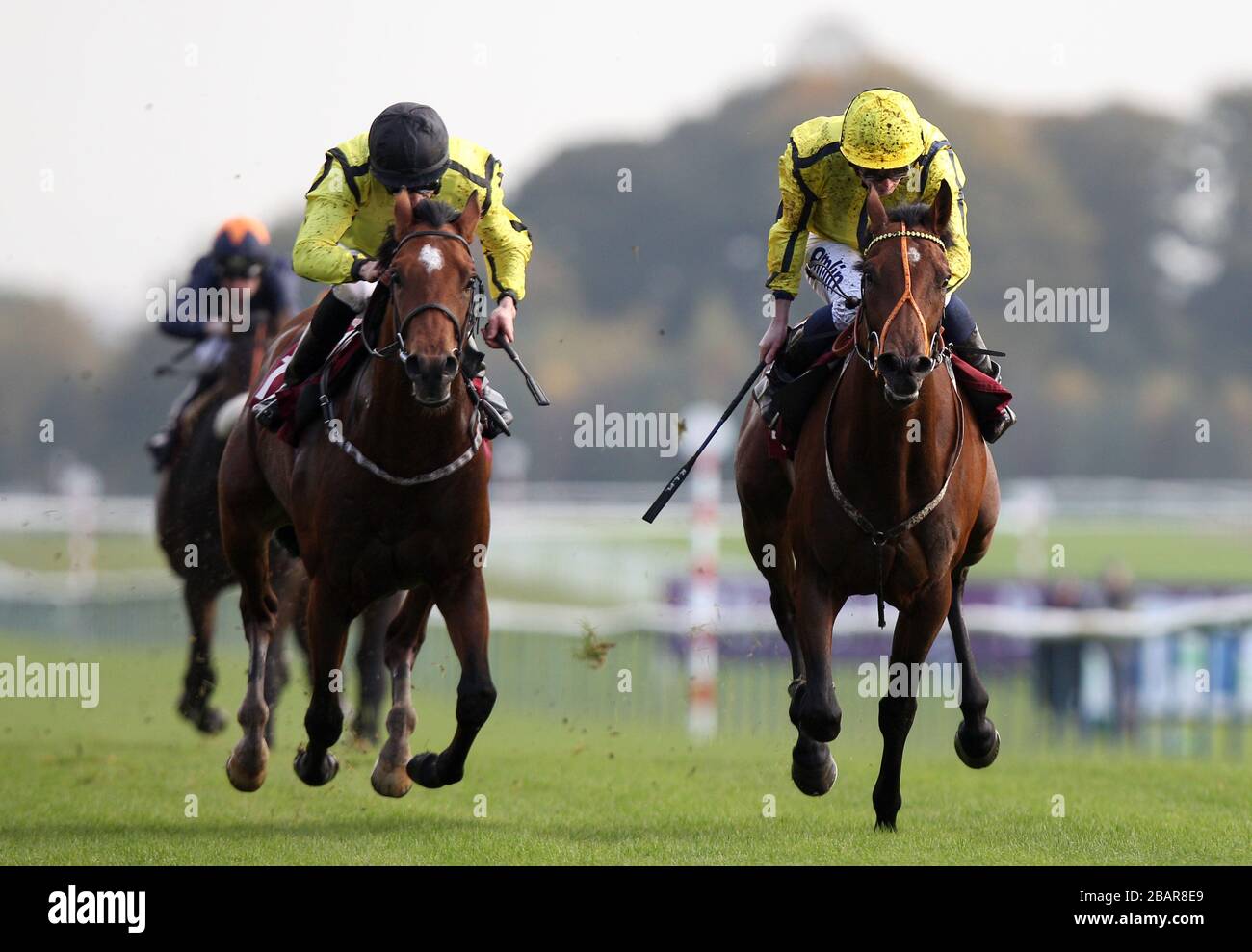 Rhombus (yellow cap, right) ridden by Ryan Moore comes home to win The Betfair chase 24th November maiden stakes from Esteaming (black cap) ridden by Martin Harley Stock Photo