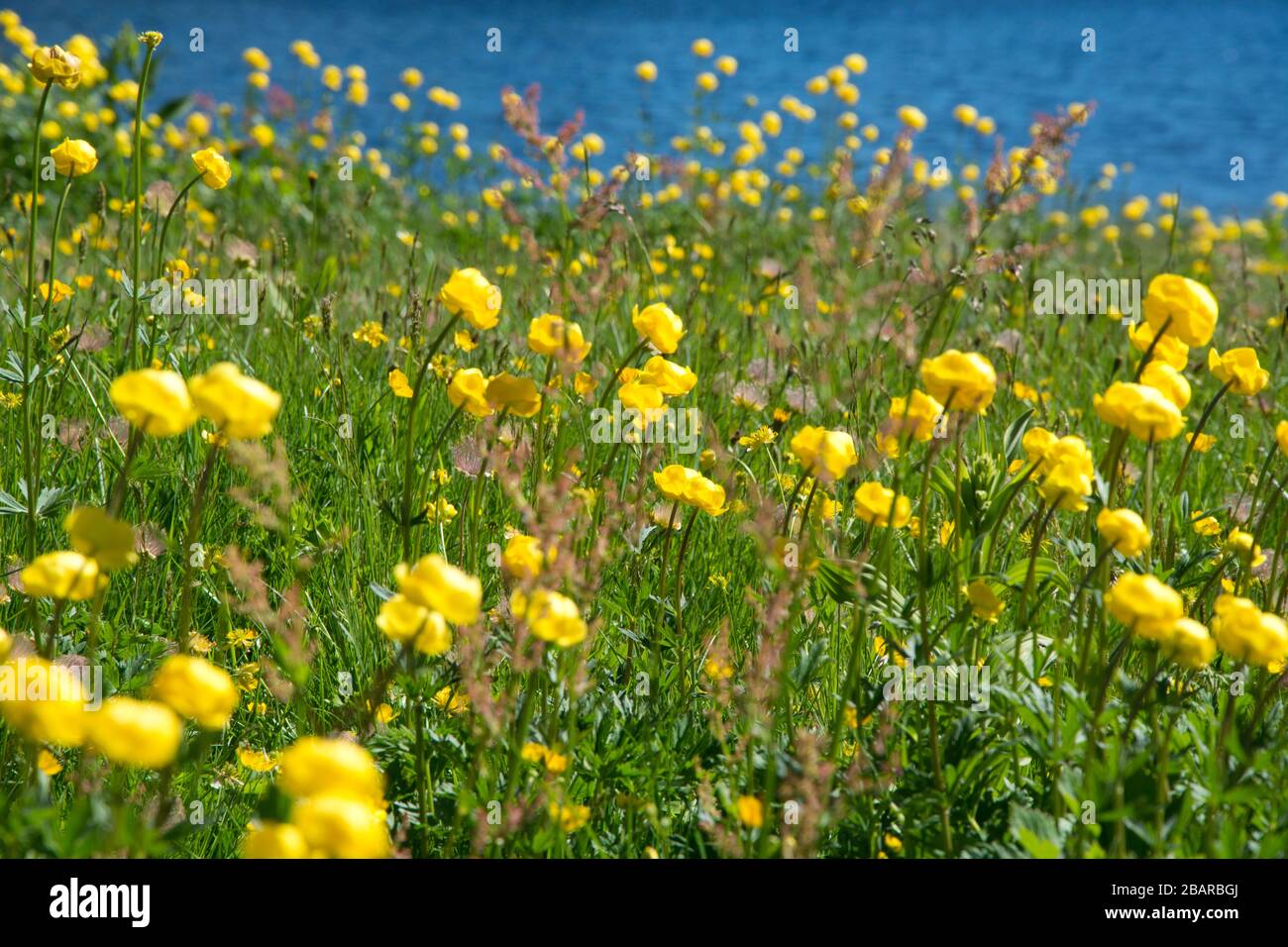 Trollius europaeus on alpine meadow in valais, switzerland Stock Photo