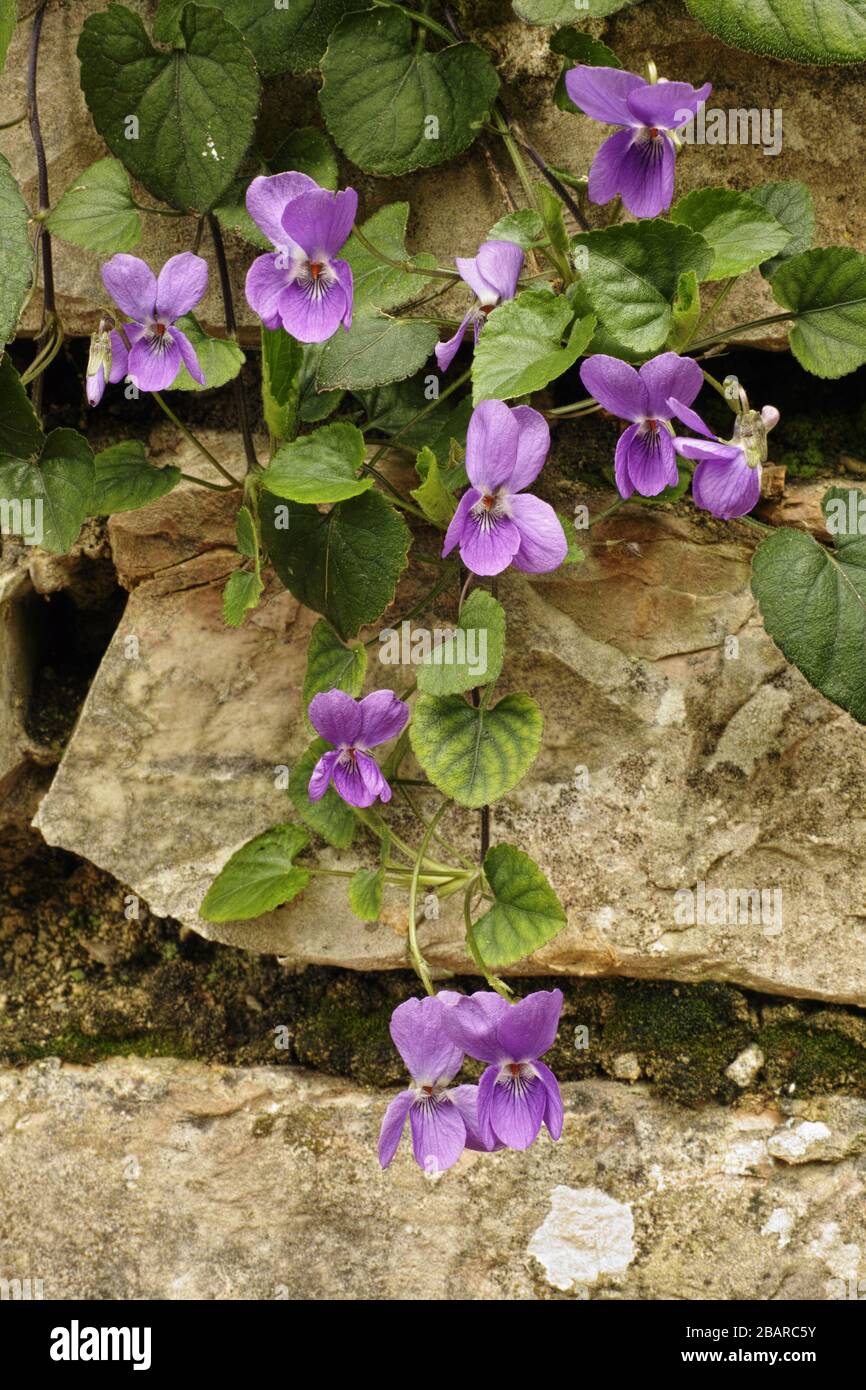flowers and leaves of wood violet plant Stock Photo