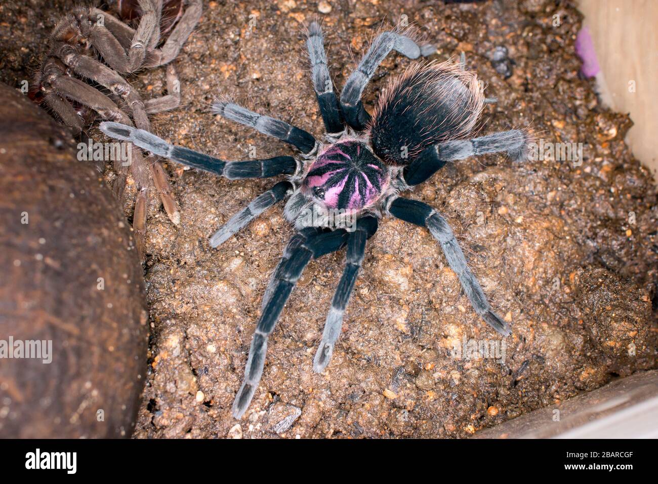 Xenesthis sp. Bright, a Theraphosidae(Tarantula) spieces from Colombia, South America Stock Photo