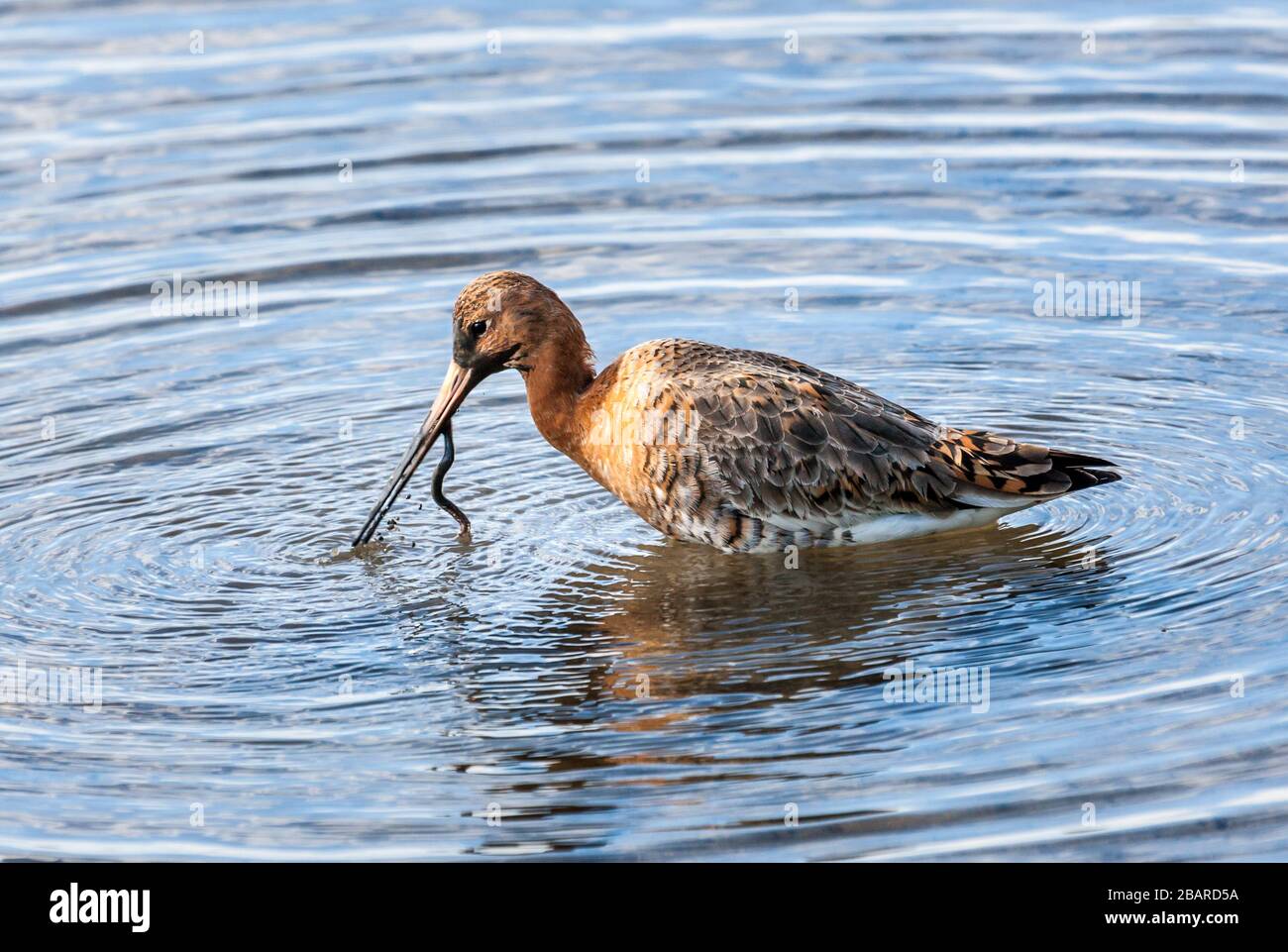 Carrigaline, Cork, Ireland. 29th March, 2020. A Black-Tailed Godwit wading in a pond in the town park in Carrigaline, Co. Cork, Ireland. - Credit; David Creedon / Alamy Live News Stock Photo