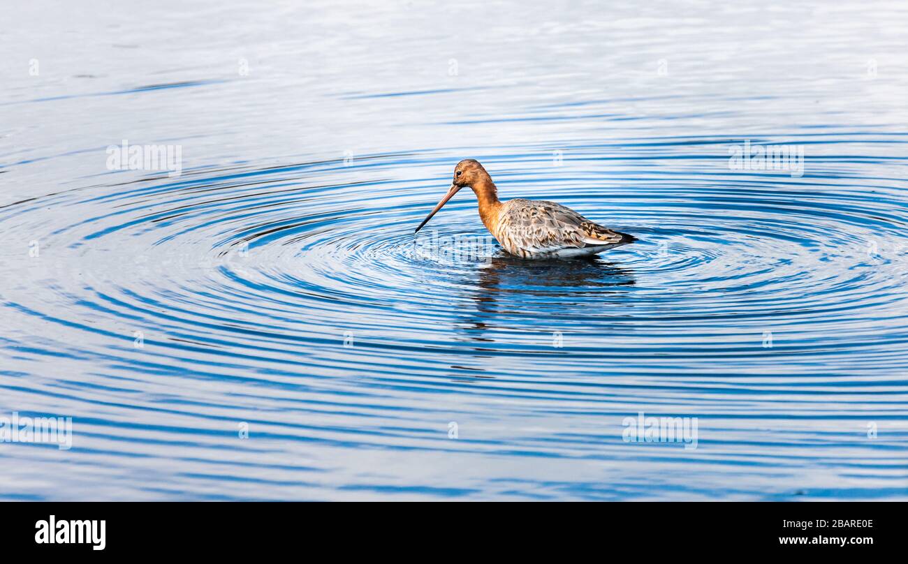 Carrigaline, Cork, Ireland. 29th March, 2020. A Black-Tailed Godwit feeding in a pond in the town park in Carrigaline, Co. Cork, Ireland. -  Credit; David Creedon / Alamy Live News Stock Photo