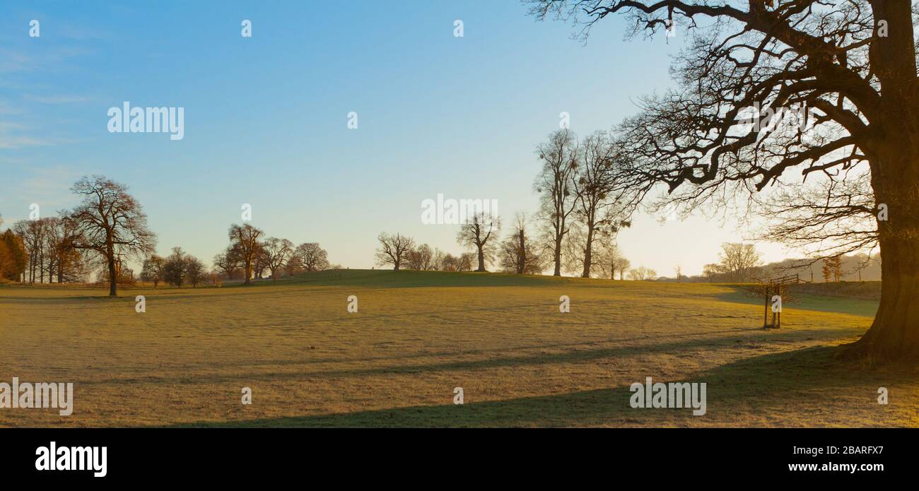 OOAK Fox Crop in Sunrise main image 1