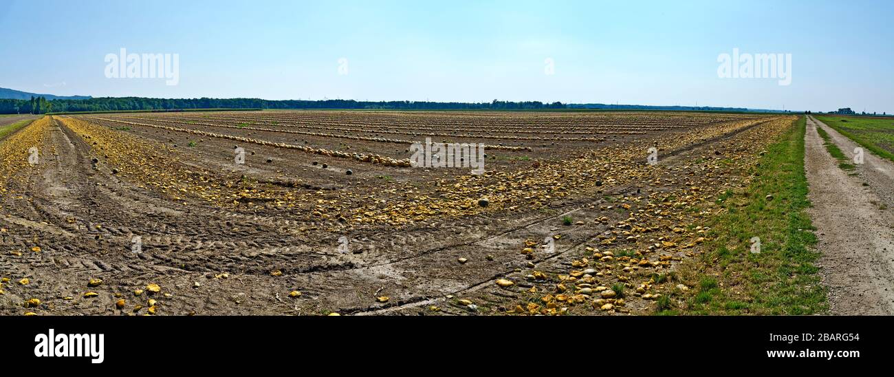 mellow Styrian oil pumpkins and peels lying in rows on a field Stock Photo