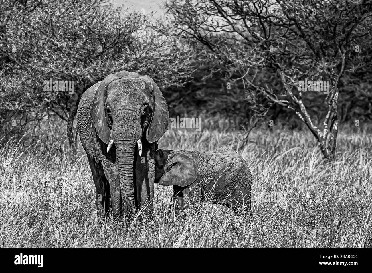 Greyscale shot of a cute elephant walking on the dry grass with its baby in the wilderness Stock Photo