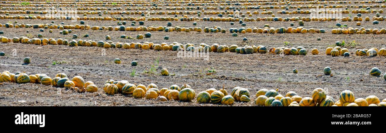 mellow Styrian oil pumpkins lying in rows on a field Stock Photo