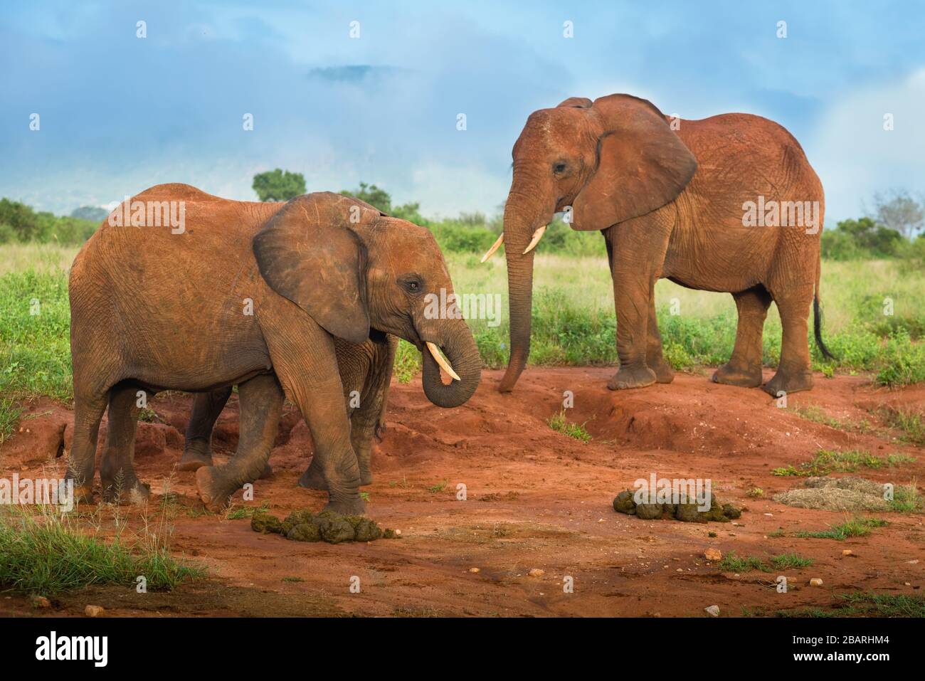 bunch of African red elephants in the savanna, travel Africa Kenya ...