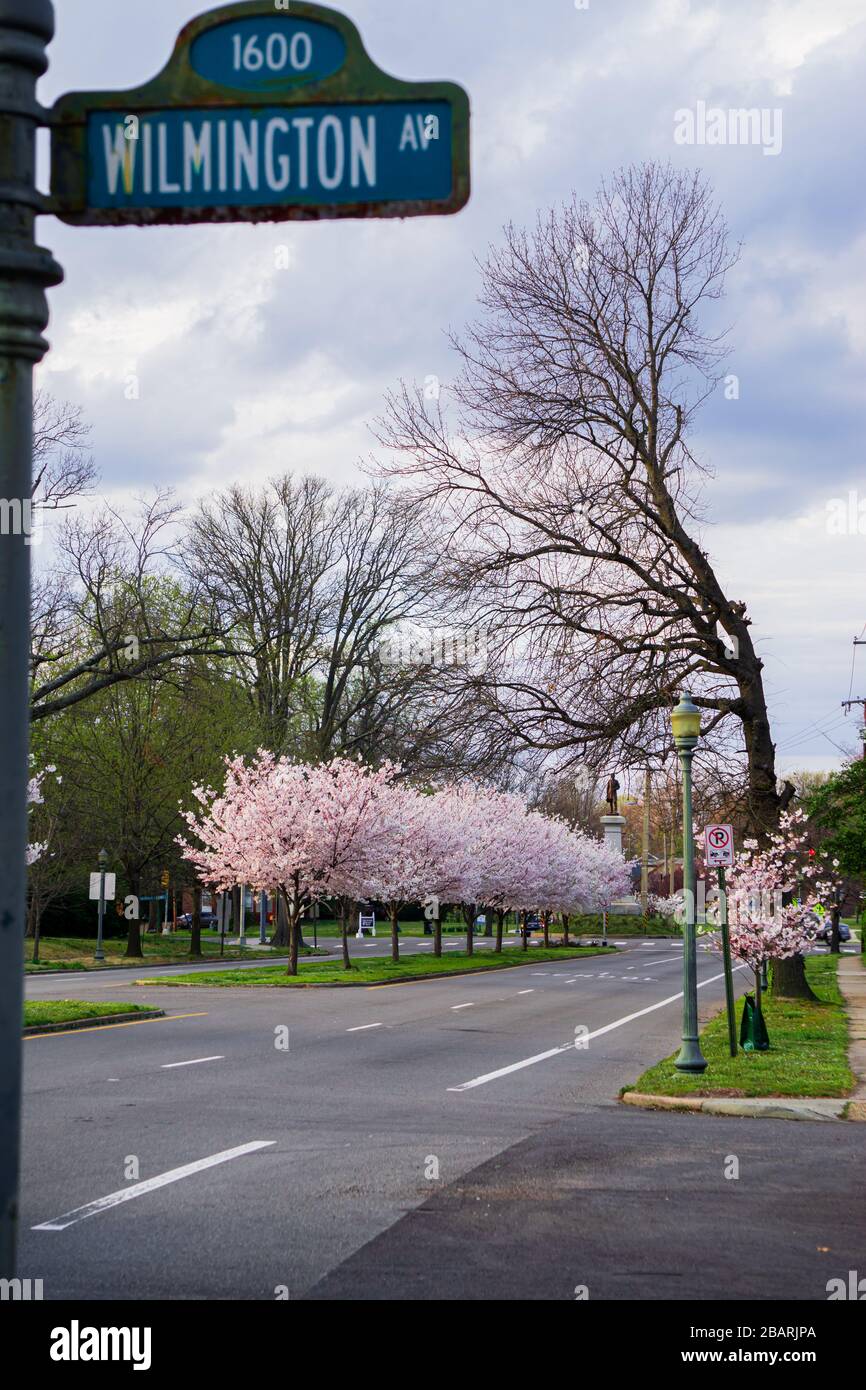 Avenue blossom cherry cherry hires stock photography and images Alamy
