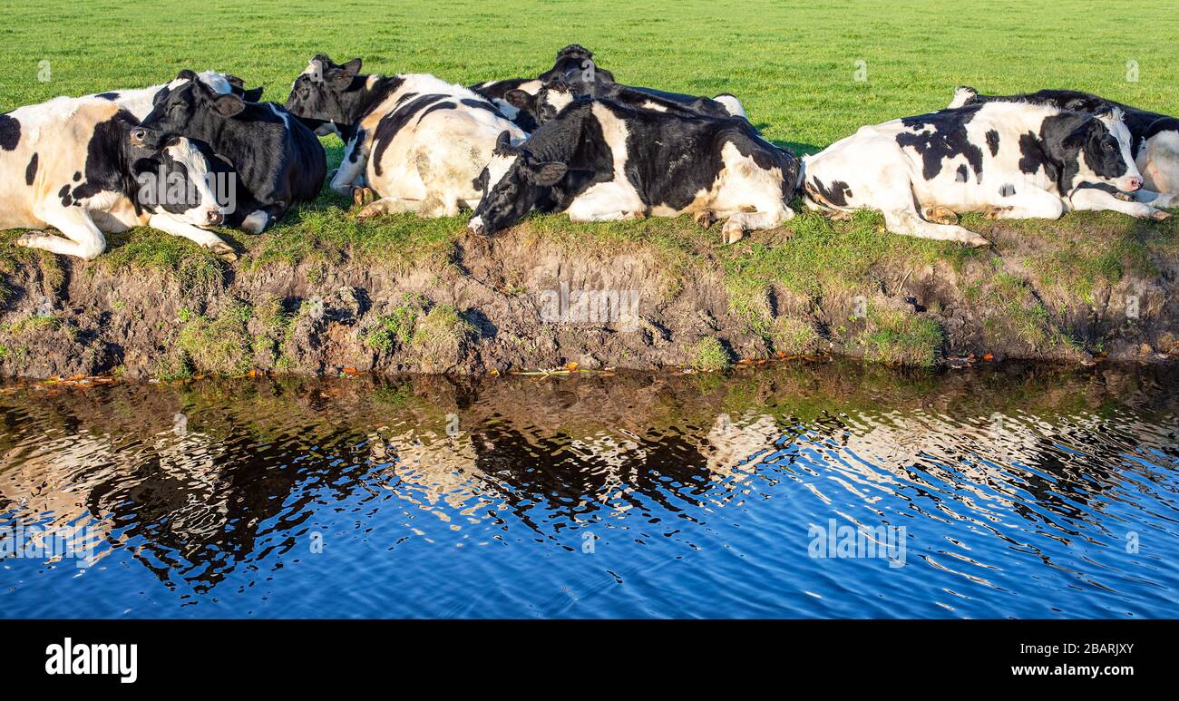 Cow Lying Down High Resolution Stock Photography and Images - Alamy