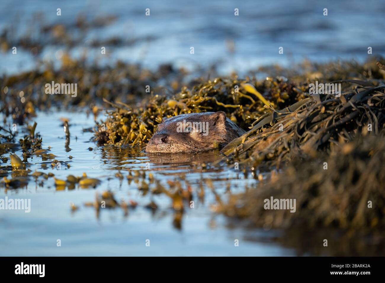 Close up of a European Otter cub (Lutra lutra) floating in a kelp bed Stock Photo