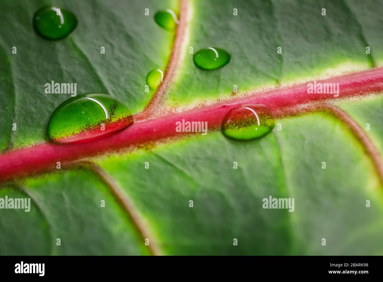 Abstract green background. Macro Croton plant leaf with water drops. Natural backdrop for brand design Stock Photo