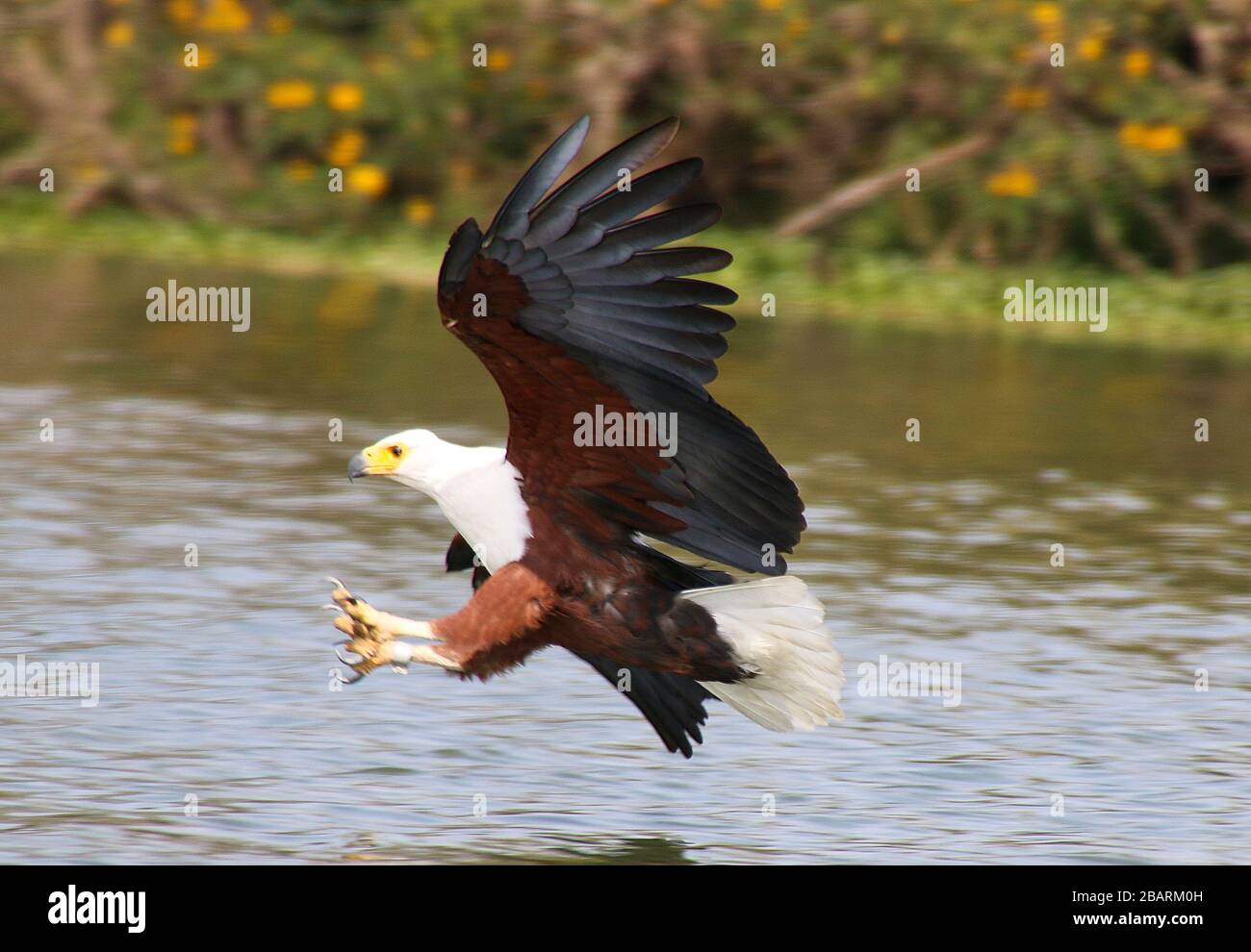 African fish eagle (Haliaeetus vocifer) in flight with a fish in its talons. This bird is found in sub-Saharan Africa near water. The female, the larg Stock Photo