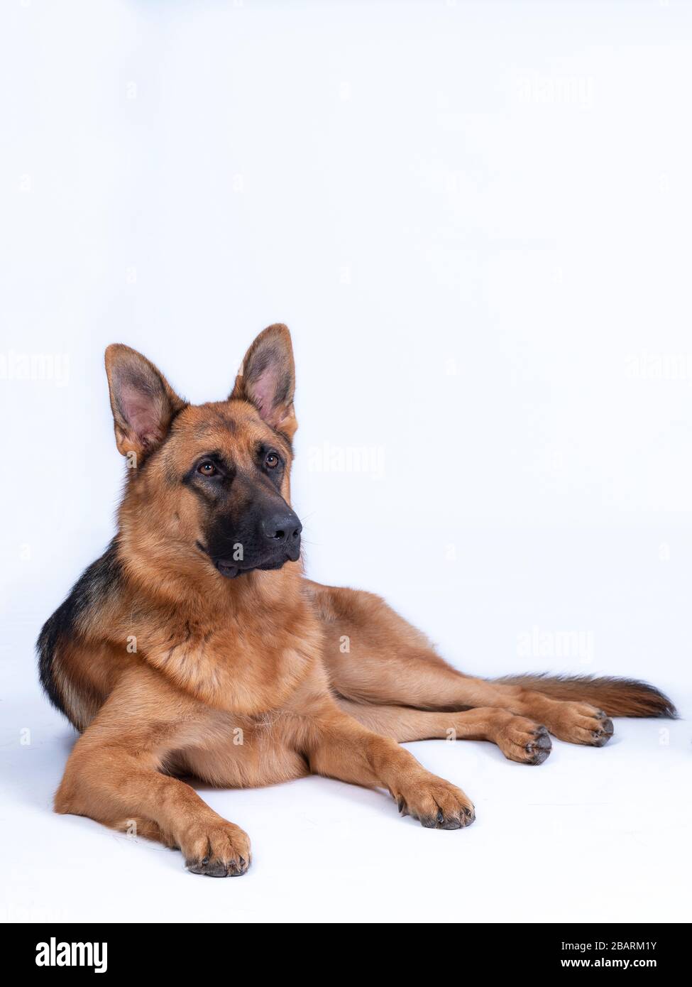 Oversized german shepherd sales