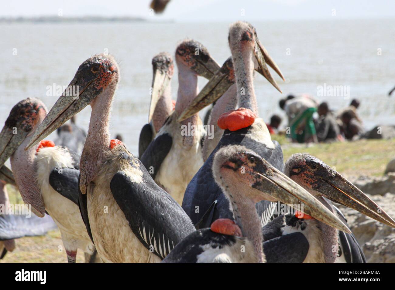 Marabou Storks, (Leptoptilos crumeniferus), wade in the water. This large stork is found it sub-Saharan Africa. It specialises in scavenging, competin Stock Photo