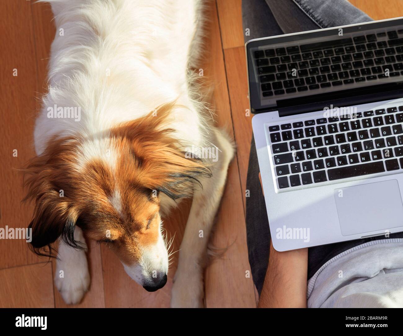 Home office, remote work. Young man with a computer laptop and his dog. Telecommute, teleworking, work from home, making use of the Internet, email, a Stock Photo