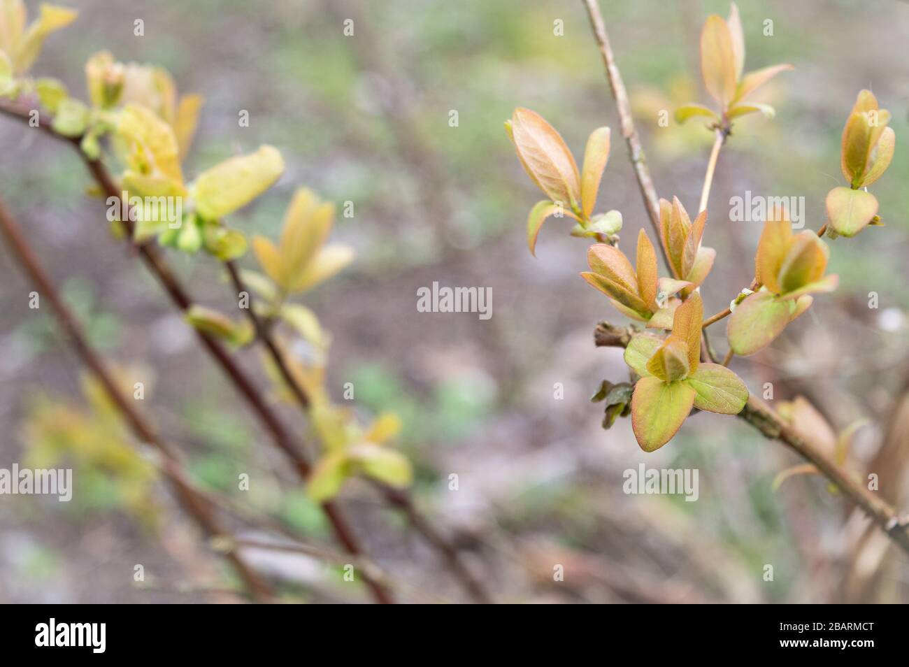 Edible honeysuckle fresh leaves in spring Stock Photo
