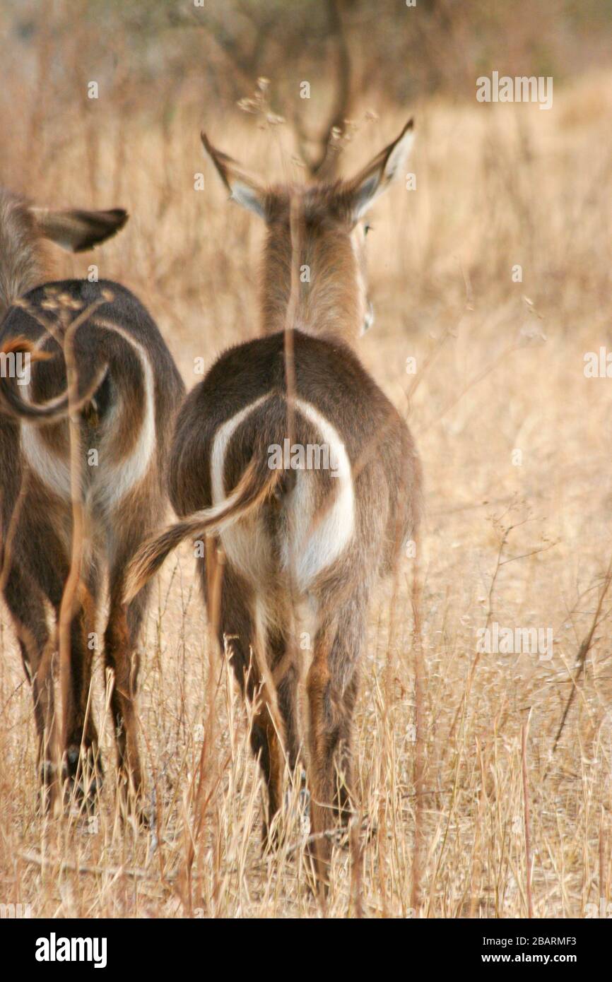 Female and calf Ellipsen Waterbuck (Kobus ellipsiprymnus) Waterbucks are large antelopes that are found near to water in the grasslands and savannahs Stock Photo