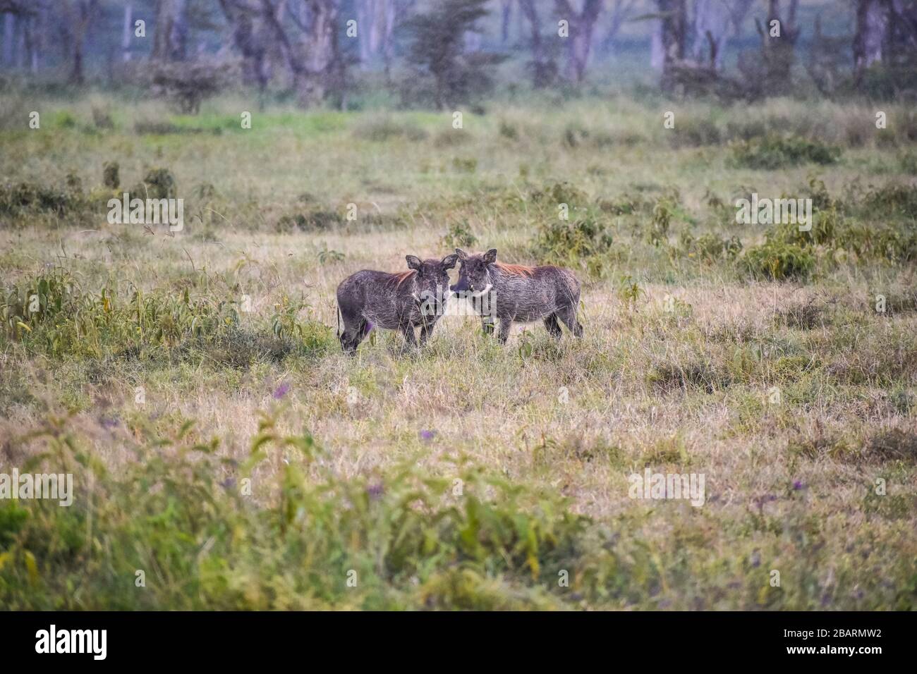 Two cautious warthogs. Stock Photo