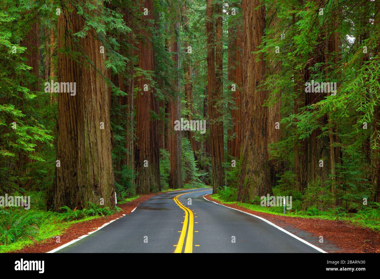 Avenue of the Giants, Humboldt Redwoods State Park, California Stock Photo