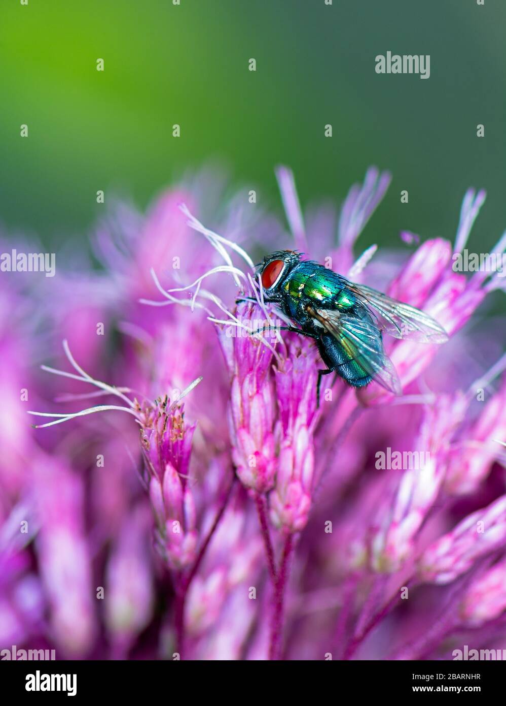 Insect macro of a fly on a pink flower blossom Stock Photo